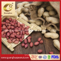 New Crop Raw Peanut in Shell Shandong